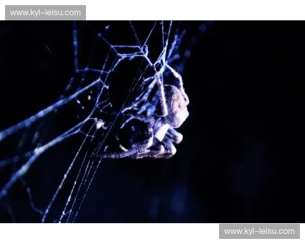 织网者与聆听者：蜘蛛与松恩的奇妙对决，谁是自然界真正的艺术家？